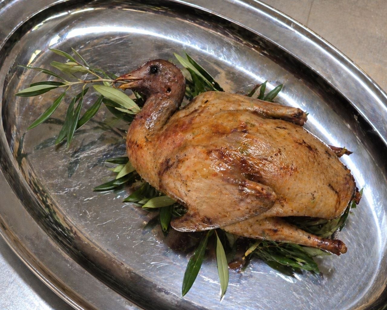 Corsican peace dove on olive branches