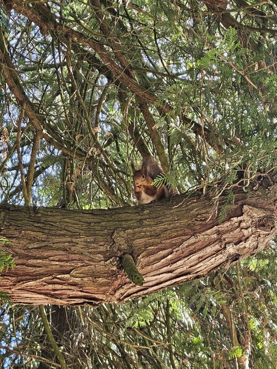 Corsican squirrel