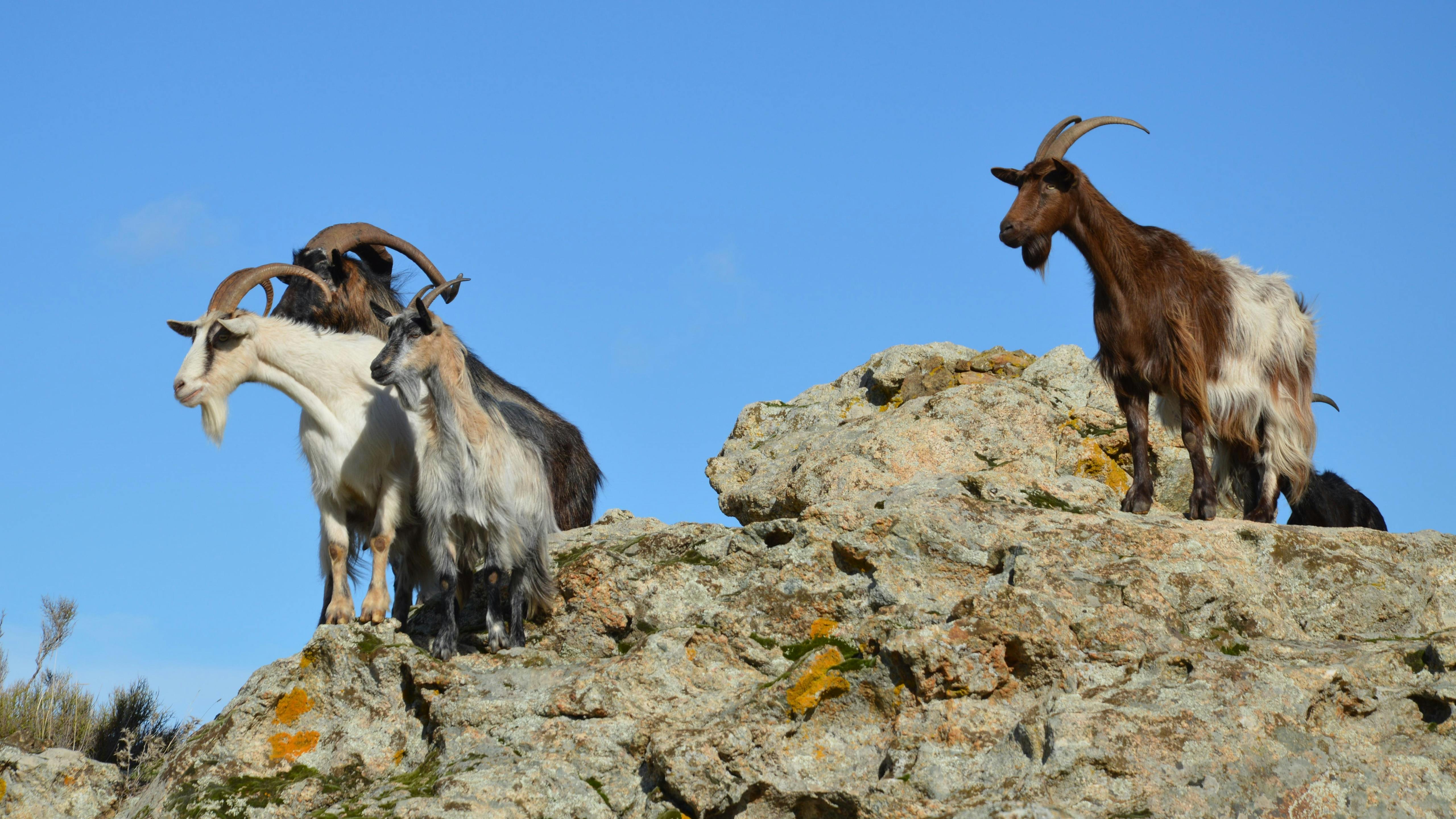 Horse riding on Corsica