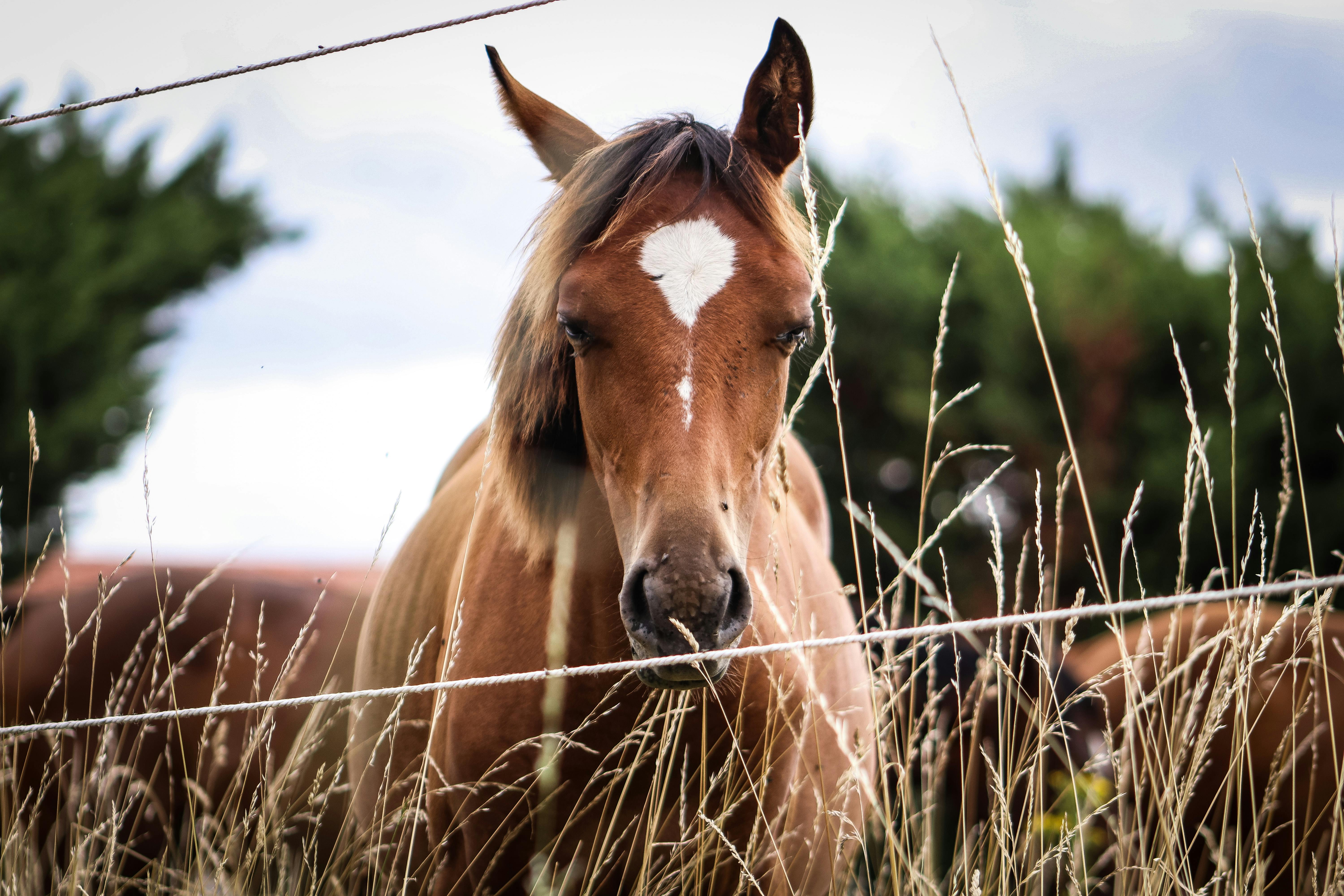 Horse riding in Corsica