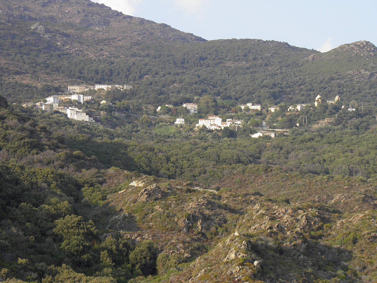 The maquis vegetation of Corsica